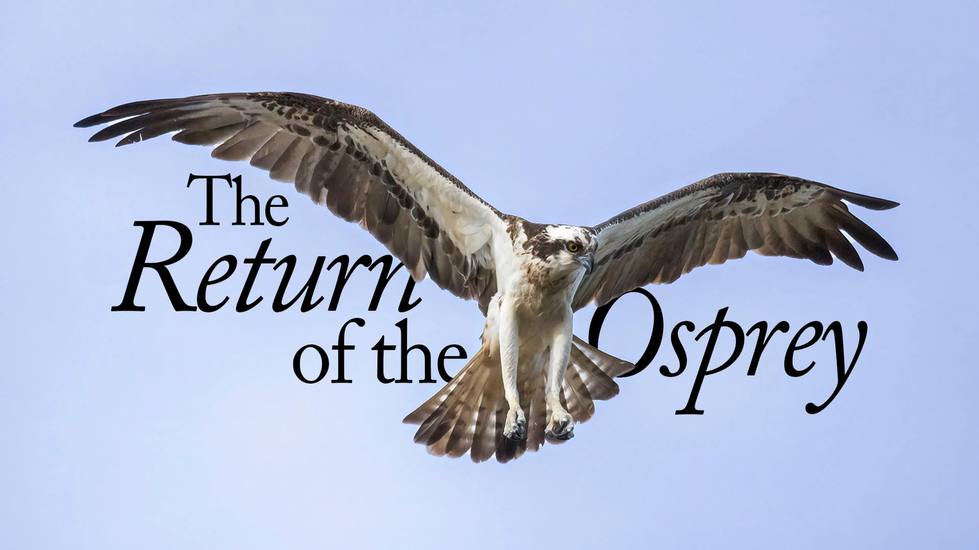 The Return of the Osprey poster